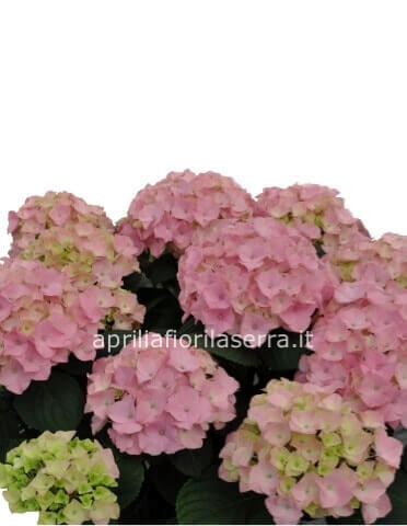 Pianta di ortensia.