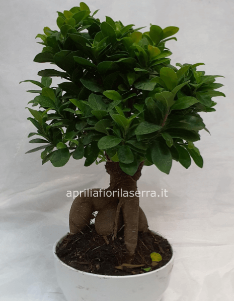 Pianta bonsai, varietà ficus