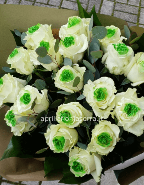  Rose Bicolore